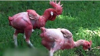 国产插鸡